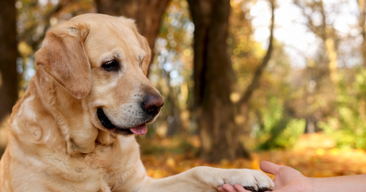 The paw your dog favors is a window into their brain and behavior
