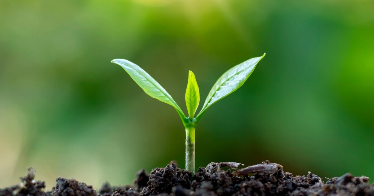 Study predicts when the last plants on Earth will die