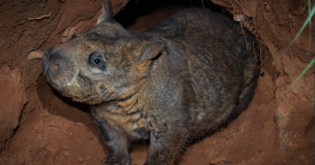 Spying on rare wombats reveals their elaborate ‘underworld’