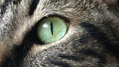 A New Camera System Lets You See The World Through The Eyes Of Animals – Here’s How