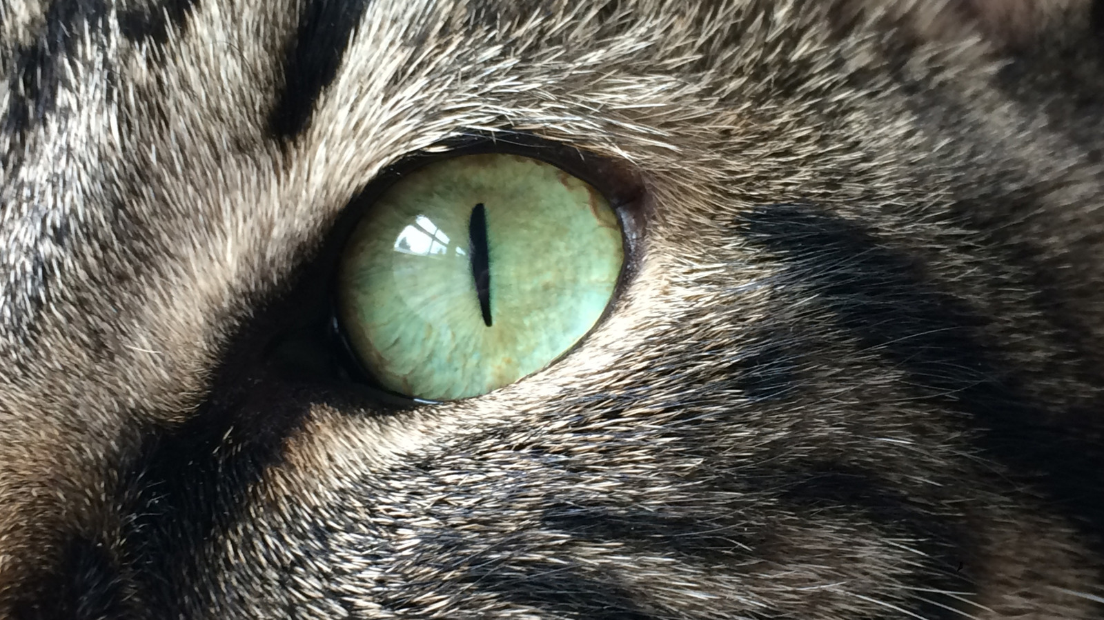 A New Camera System Lets You See The World Through The Eyes Of Animals – Here’s How