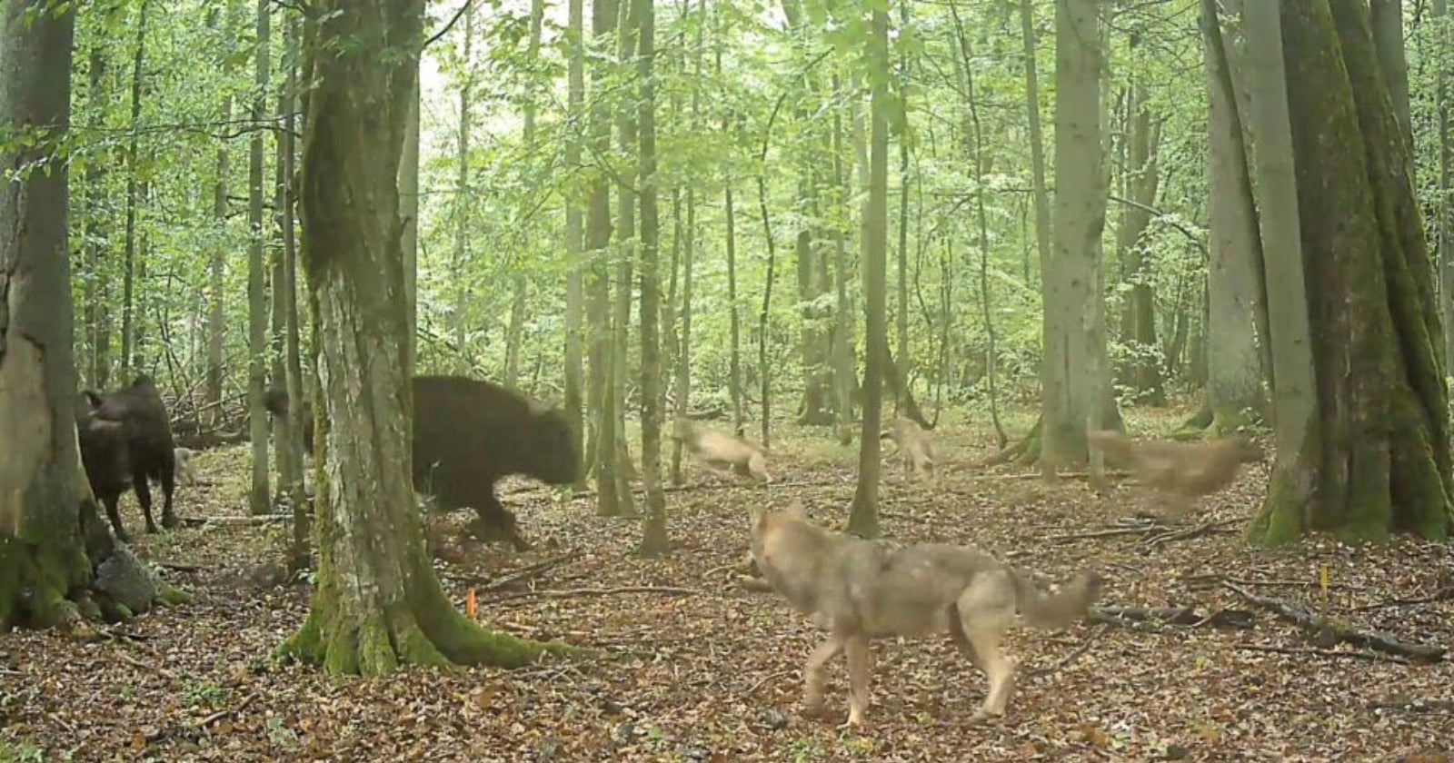 Camera Traps Capture Wolves Hunting European Bison for the First Time