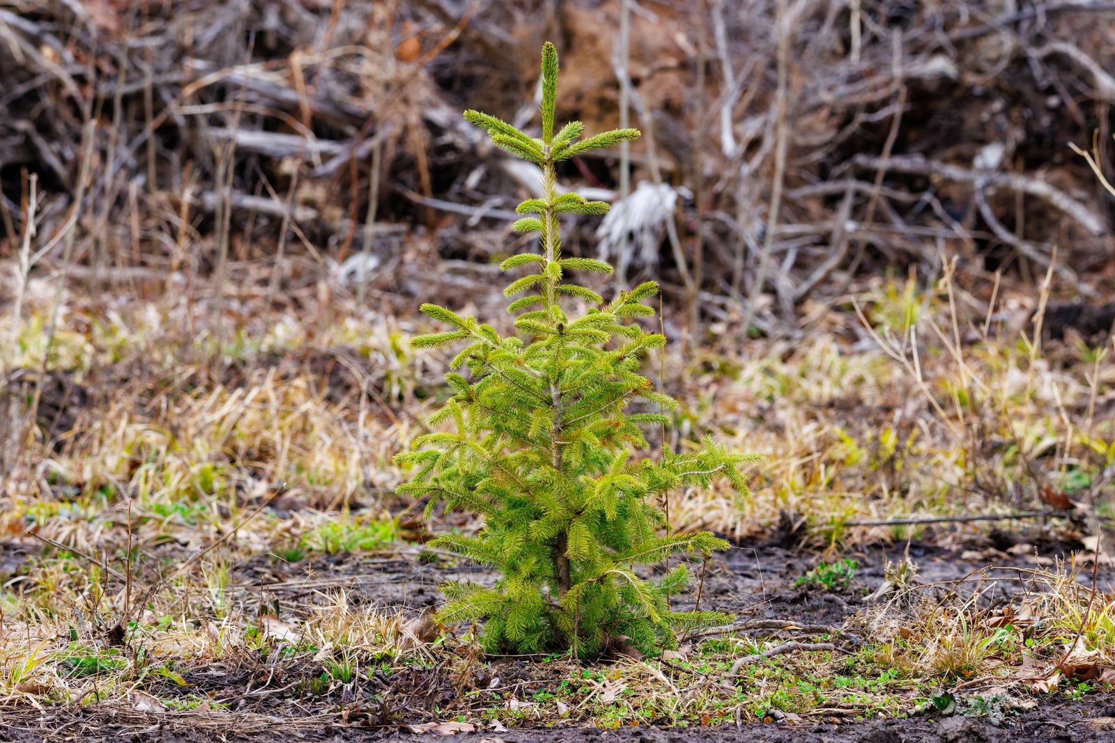 In 1971, Apollo 14 astronaut Stuart Roosa carried hundreds of tree seeds around the Moon in a metal canister inside his personal kit. When the seeds returned to Earth, many were germinated by the U.S. Forest Service and planted as “Moon Trees” — ordinary-looking trees that, decades later, showed no discernible difference from trees whose seeds had never left Earth.
