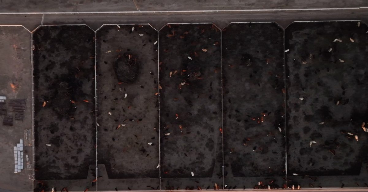 One way you probably didn’t know drones were being used