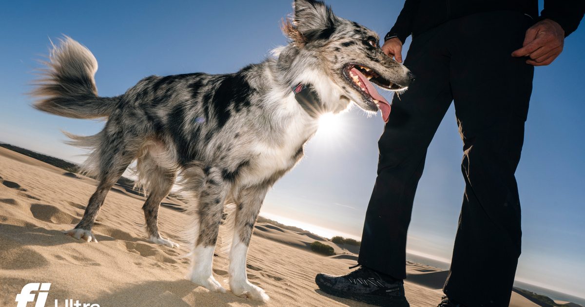 Your dog can run, but Fi’s new Starlink satellite-backed tracker makes sure you can still find them