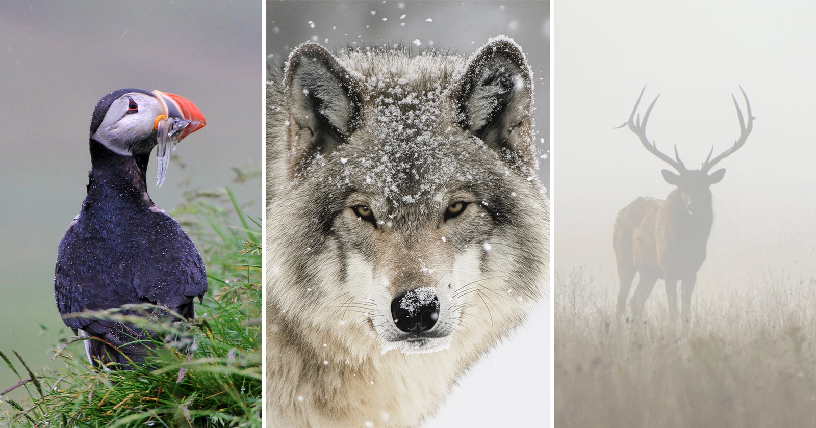 Lessons From 20 Years Photographing Wildlife in Extreme Weather