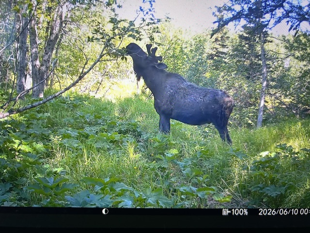 Raised In Alaska With A Trail Camera Review