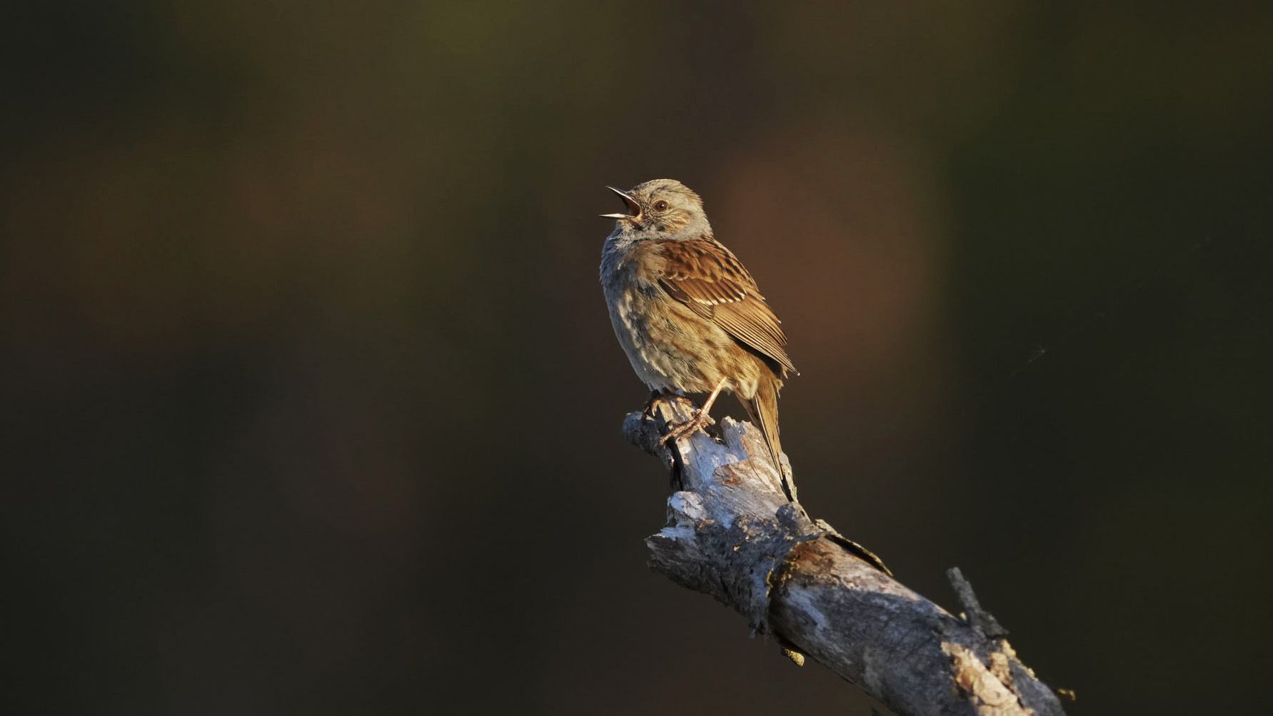 My favorite bird identification app will soon feed a huge biodiversity database — turning millions of birdwatchers like me into citizen scientists