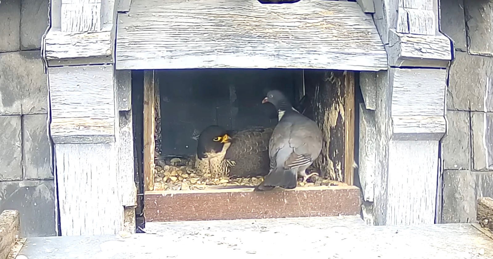 Trail Cam Footage Shows World’s Dumbest Pigeon Walking Into Falcon’s Nest