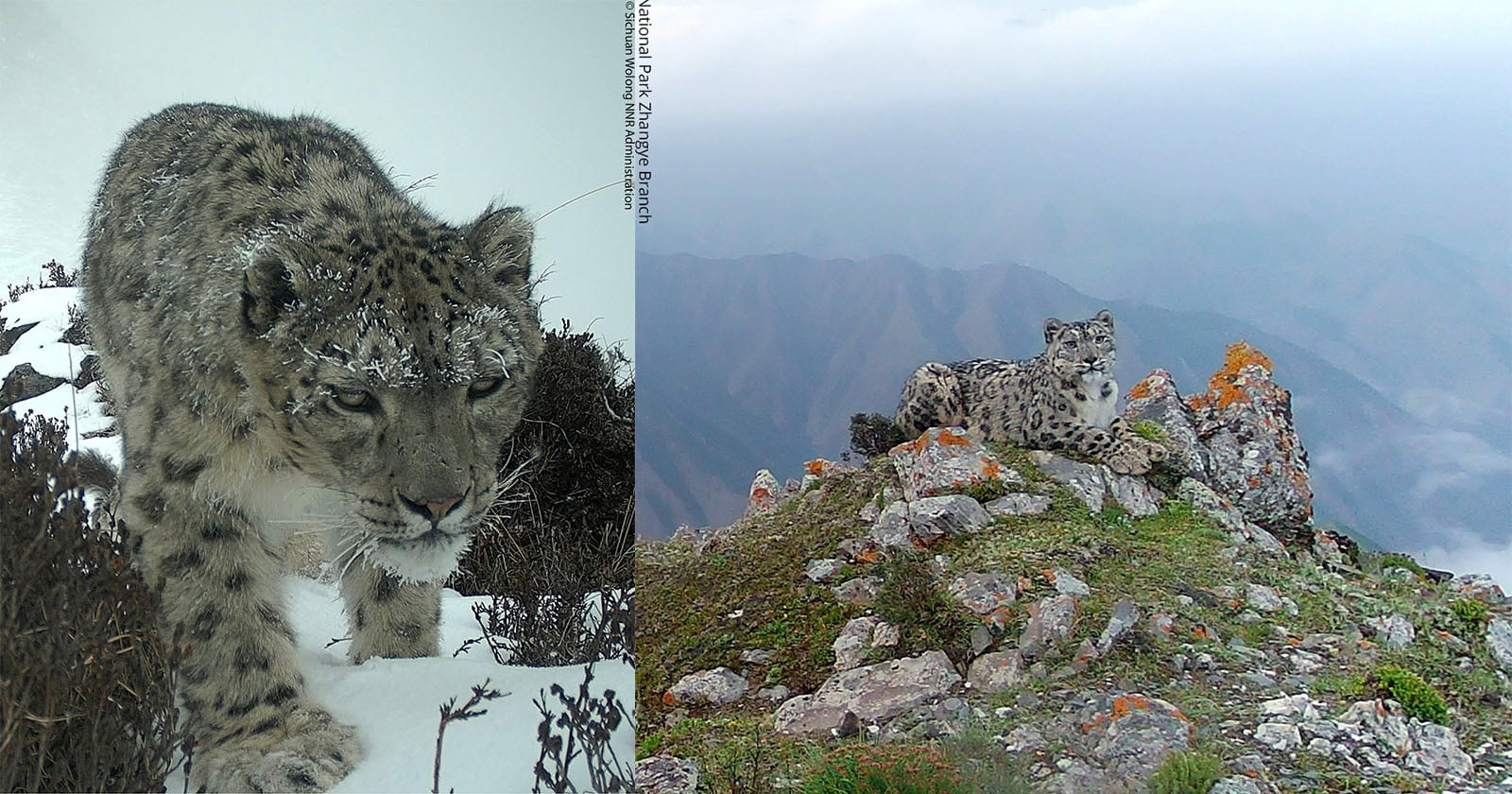 Stunning Camera Trap Survey Captures Elusive Snow Leopards Across China