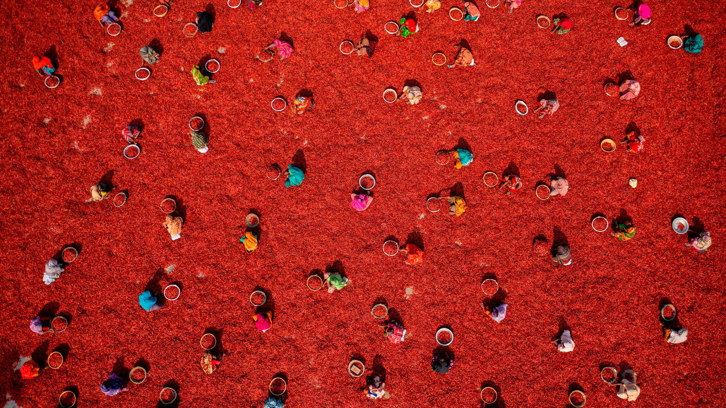 You’ve never seen a chilli farm look like this: inside the vibrant winning shots of the International Aerial Photographer of the Year 2026