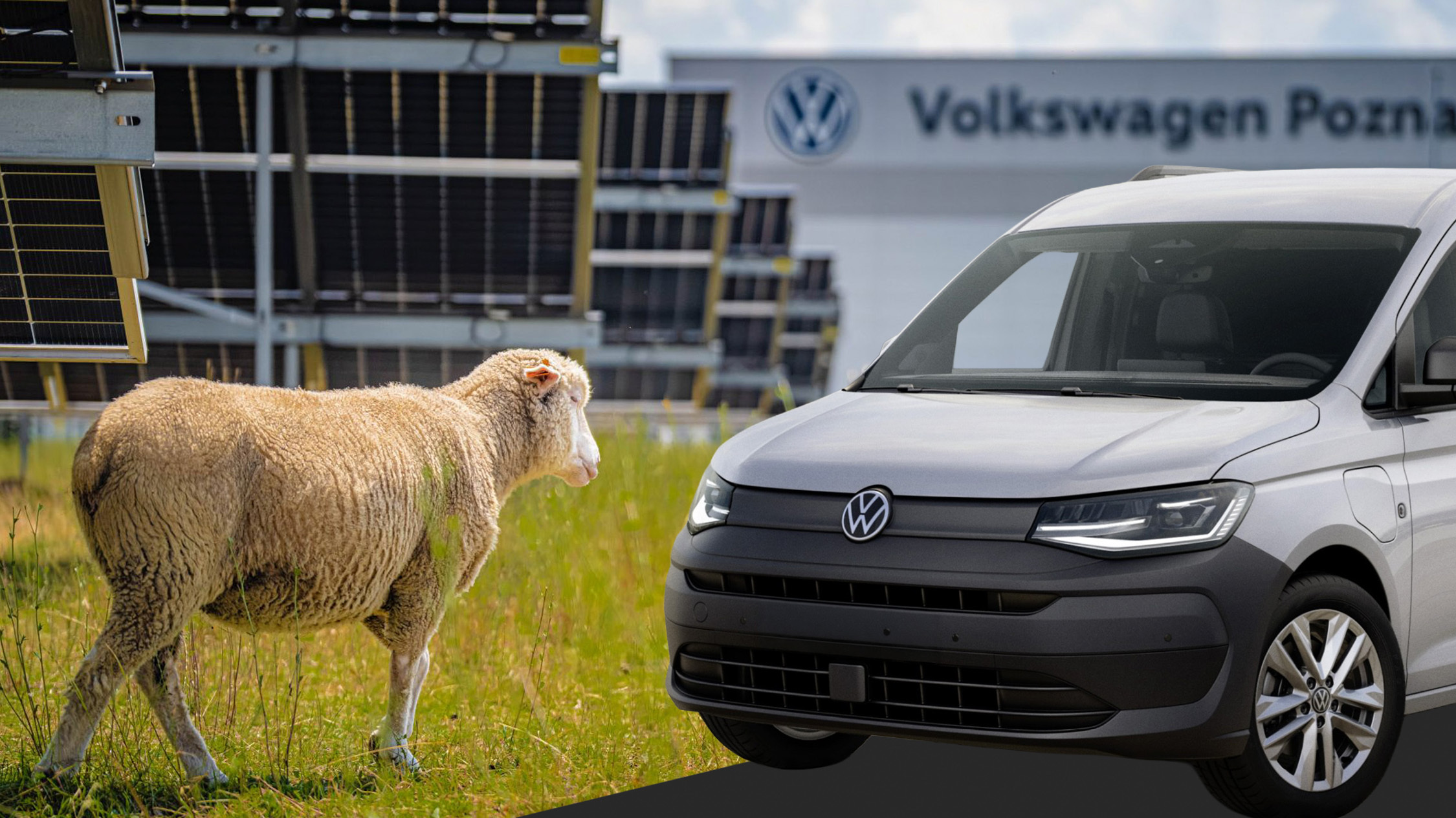 VW Fired Its Lawnmowers And Hired 100 Sheep | Carscoops