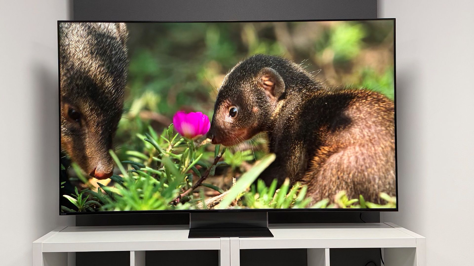 Buying a new Sony TV? Read this first