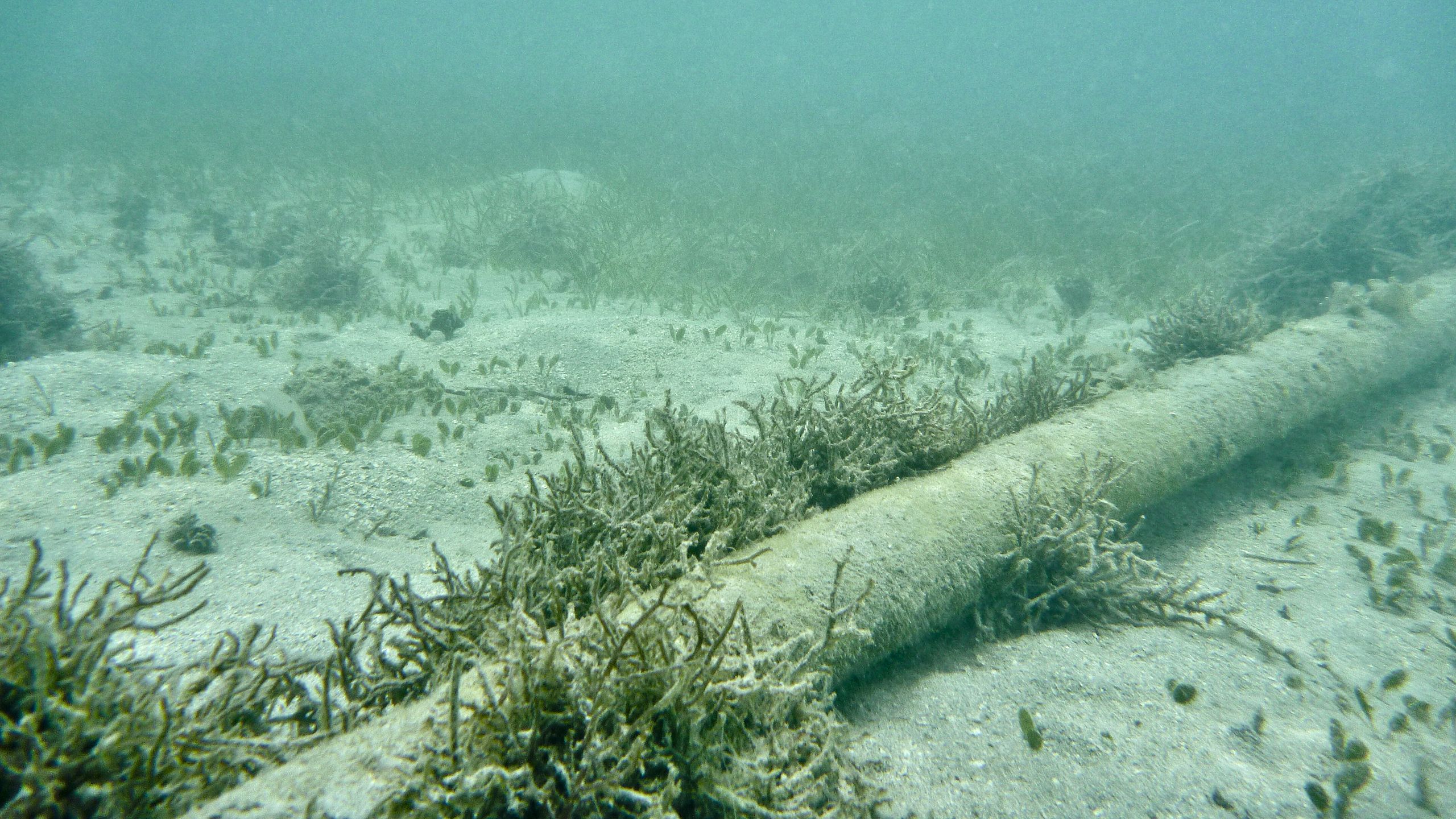 Oregon will start charging service providers for undersea cables using its sea floor — millions accrued over years will go toward state schools