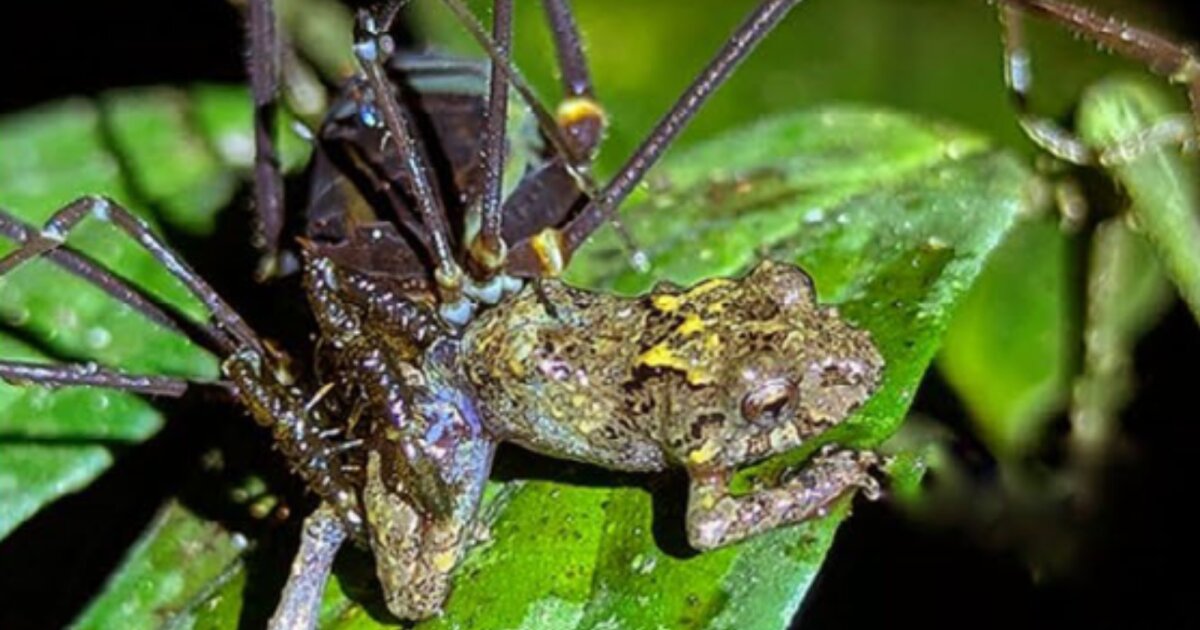 Daddy longlegs seen catching and eating frogs in astonishing first