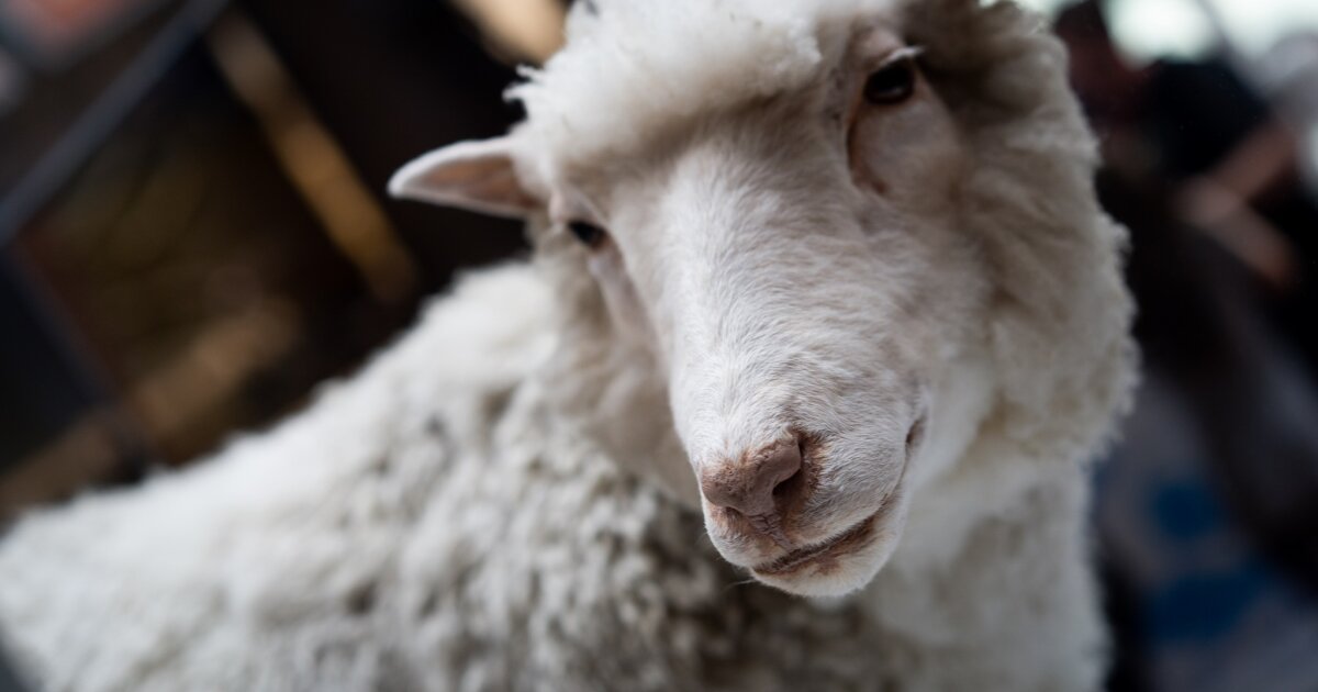 30 years since Dolly the sheep. This is where cloning science is at now