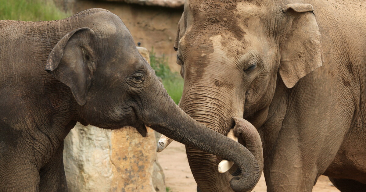 Robotic elephant-trunk gripper uses internal camera for a sense of touch
