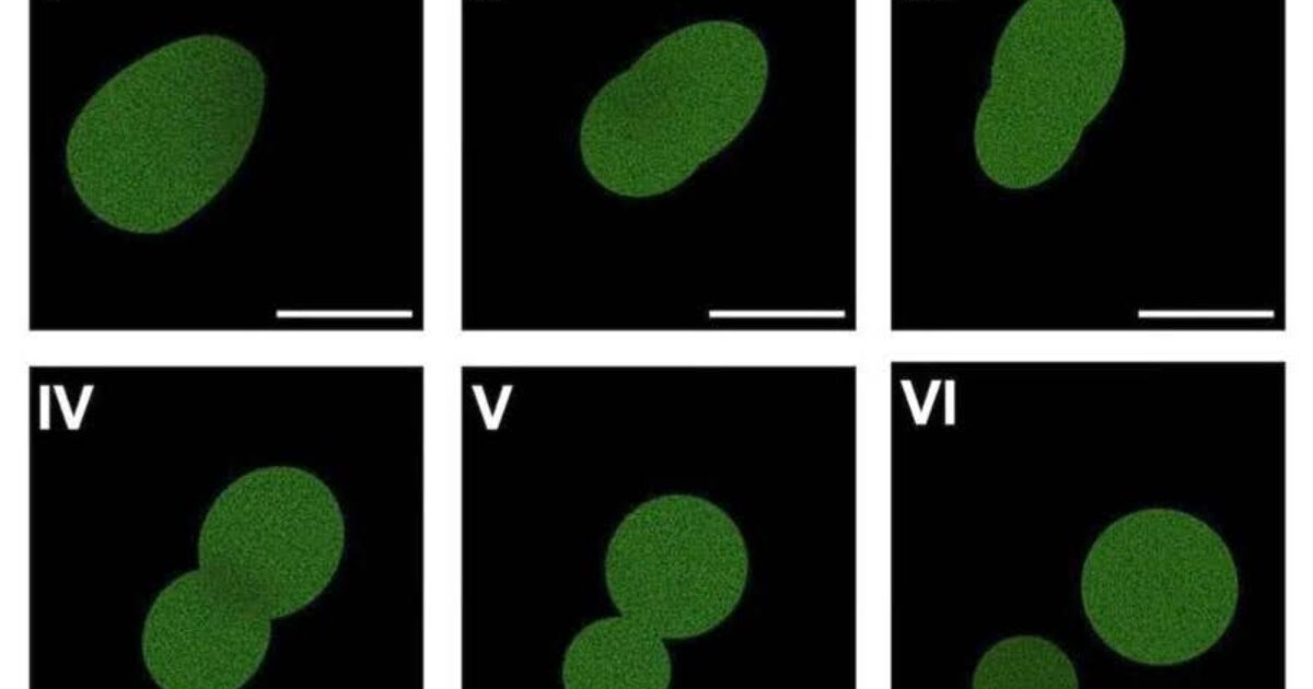 Breakthrough: Scientists made a living cell from scratch. Then it reproduced