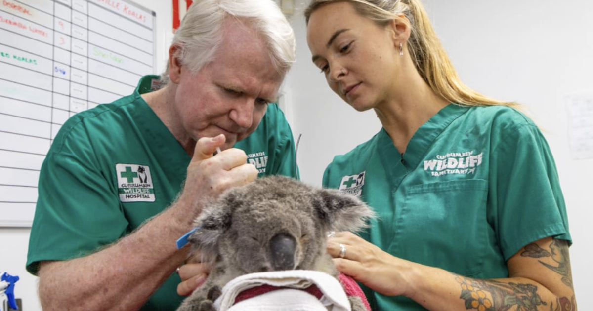 World first: Koala gets life-changing two-shot chlamydia vaccine