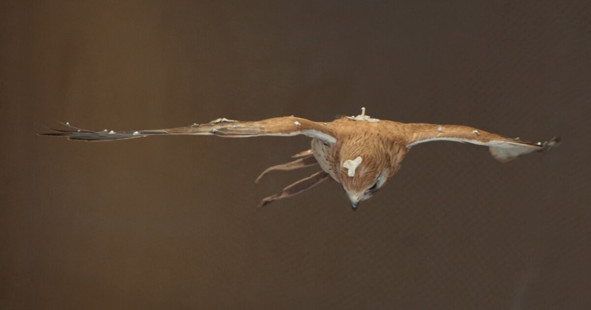 Robotic bird targets drones’ biggest aerodynamic shortcoming