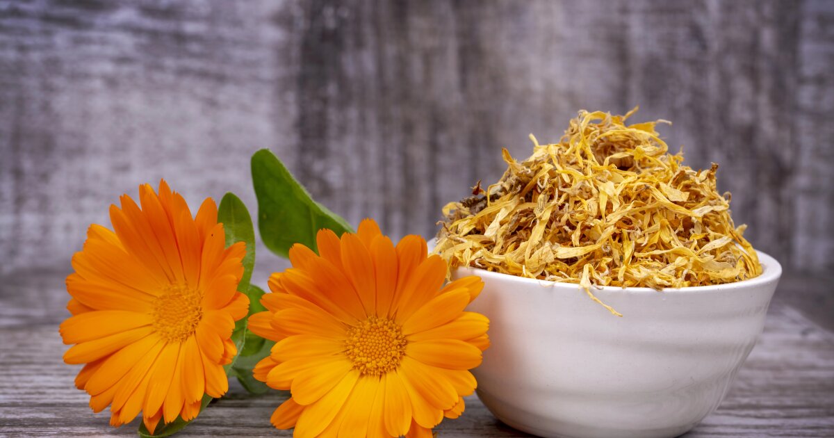 Protein-packed flower upends what we see as edible