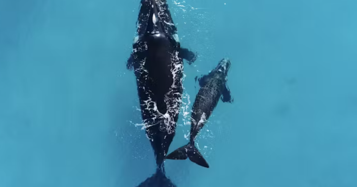 These whale mothers float upside-down for a very good reason
