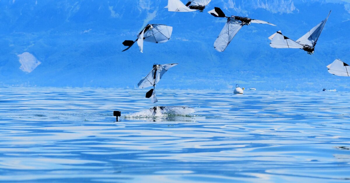 First bird-scale robot to swim, dive, and launch back into flight