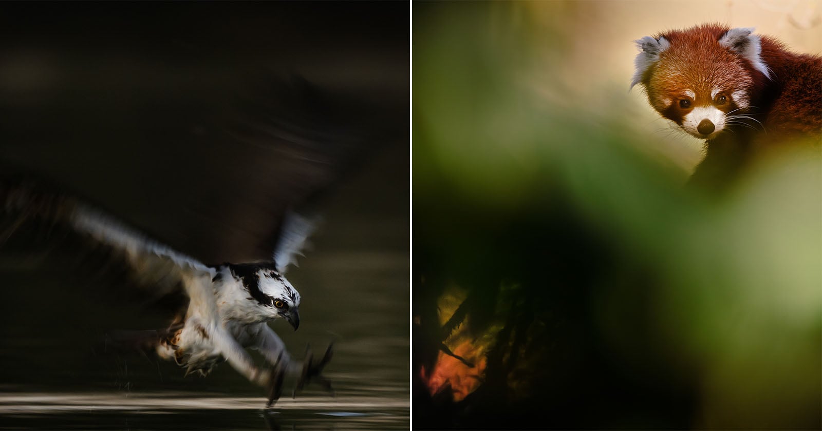 How Photographer Kristi Odom Connects to Wildlife Through Her Camera