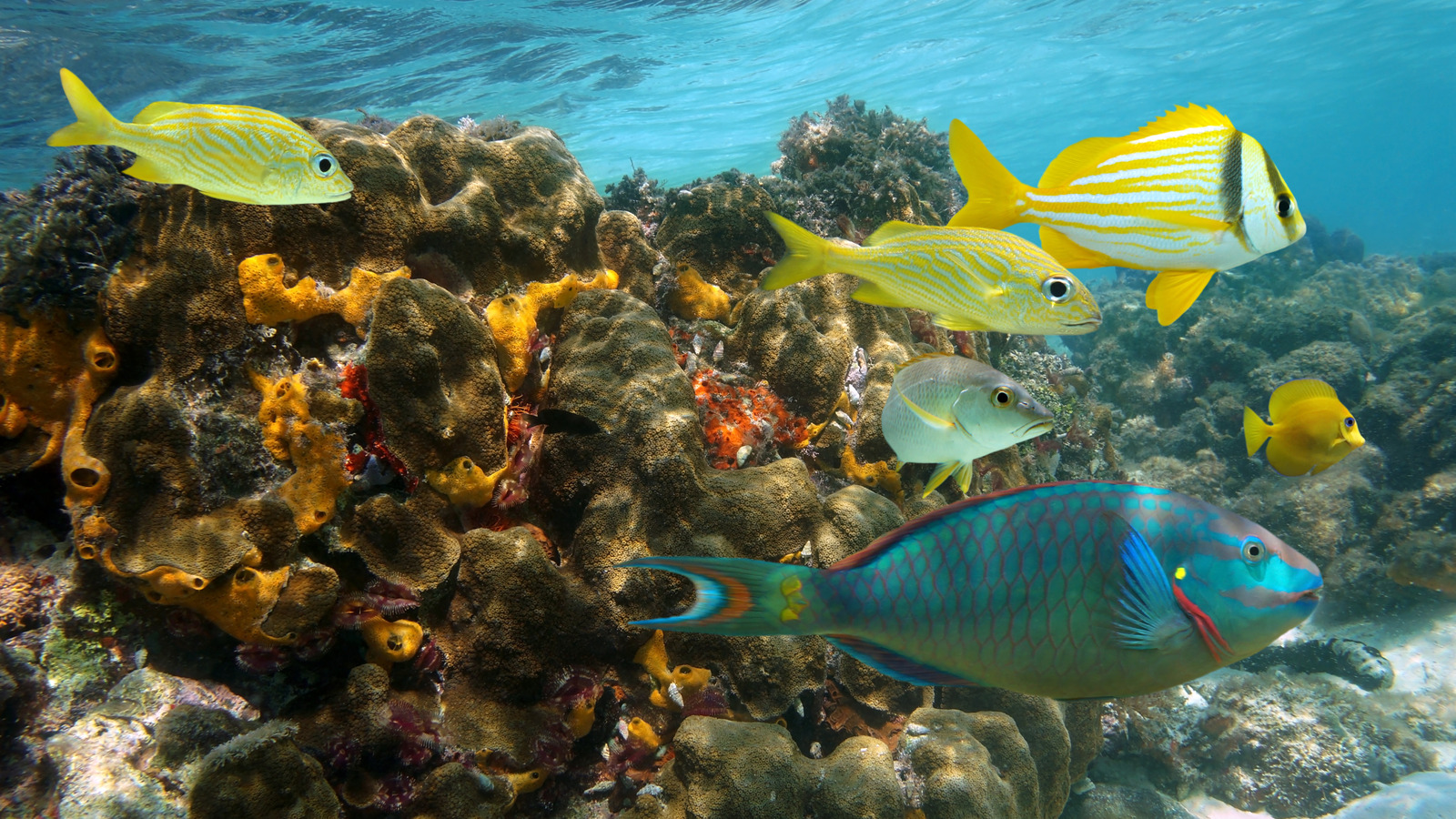 The Surprising Reason Why Scientists Are Placing Underwater ‘Boomboxes’ In Jamaica’s Coral Reefs – SlashGear