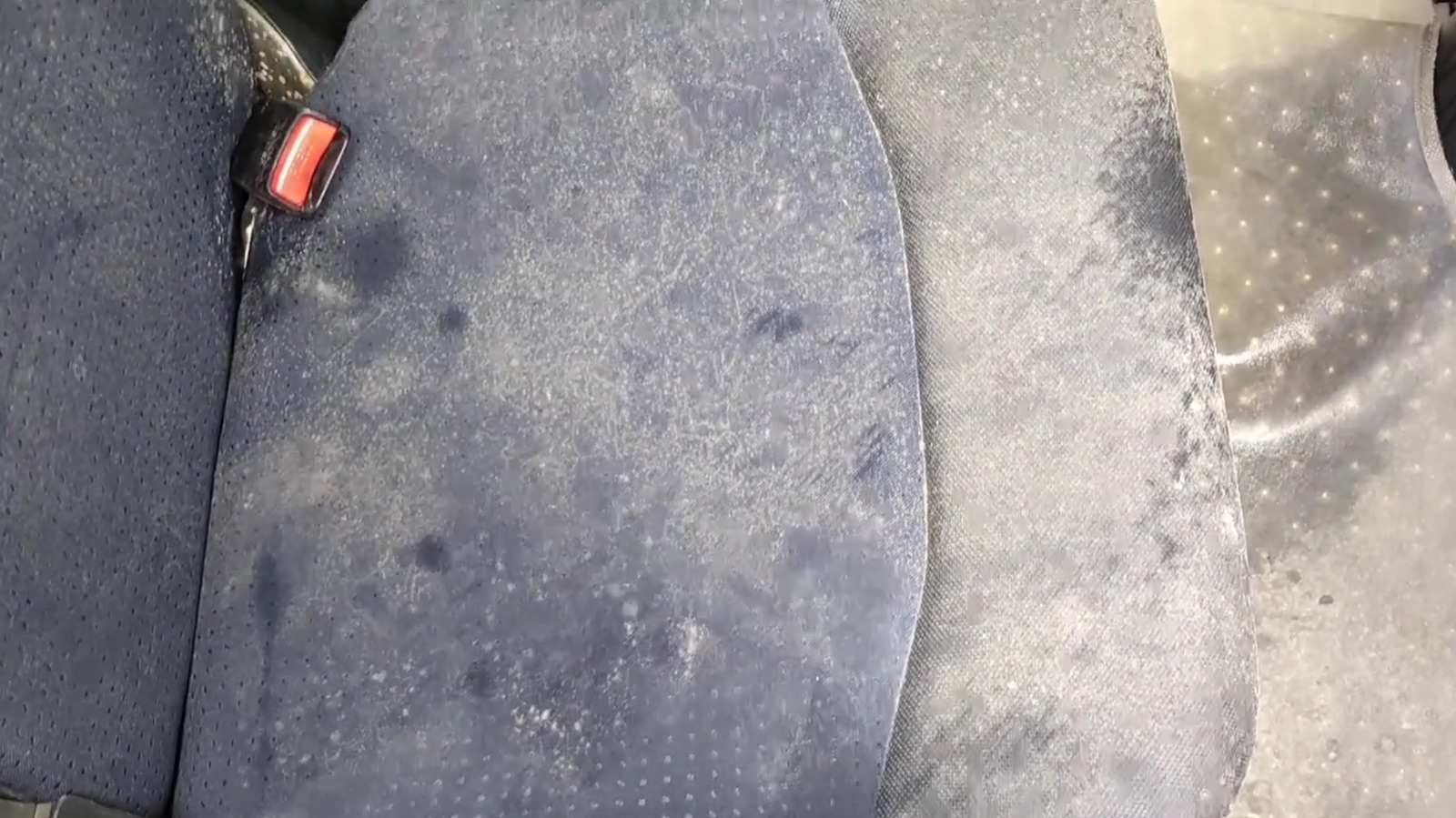 Mold Can Be A Quiet Danger In Your Car – Here’s How To Keep It Away – SlashGear