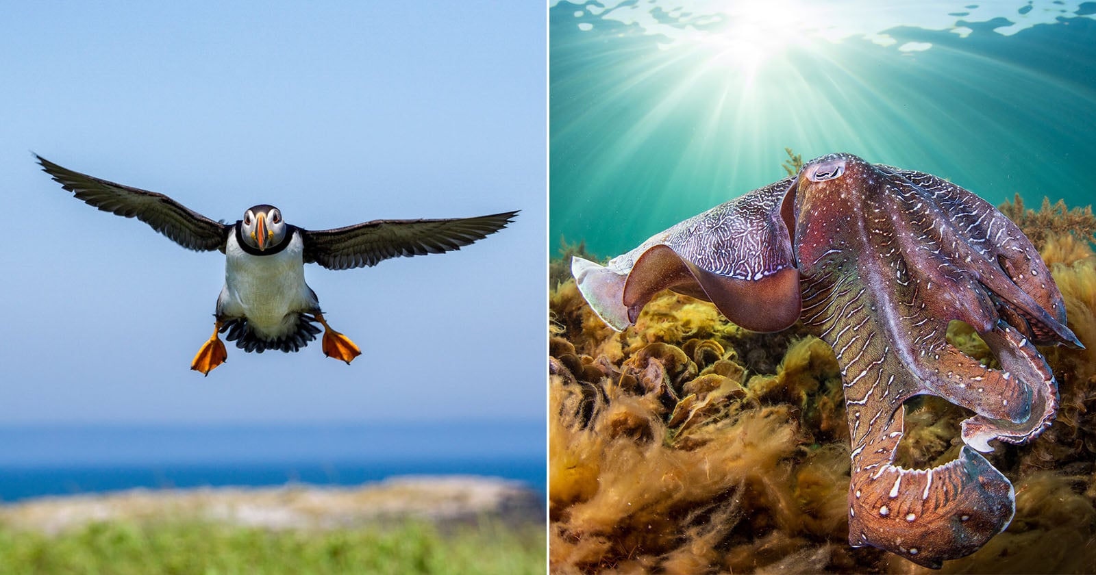 2026 Ocean Conservancy Photo Contest Winners Celebrate Incredible Marine Animals