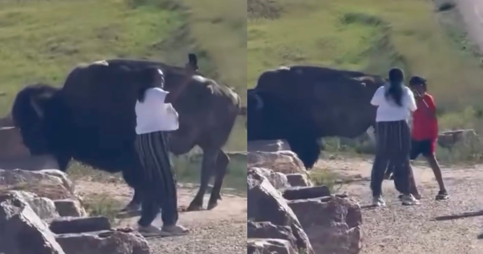 Tourist Filmed Taking Selfies Inches From Enormous Wild Bison