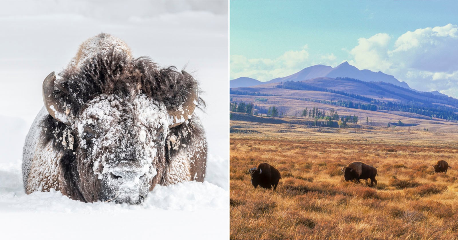 Tom Murphy Has Photographed Yellowstone’s Bison for Over 40 Years