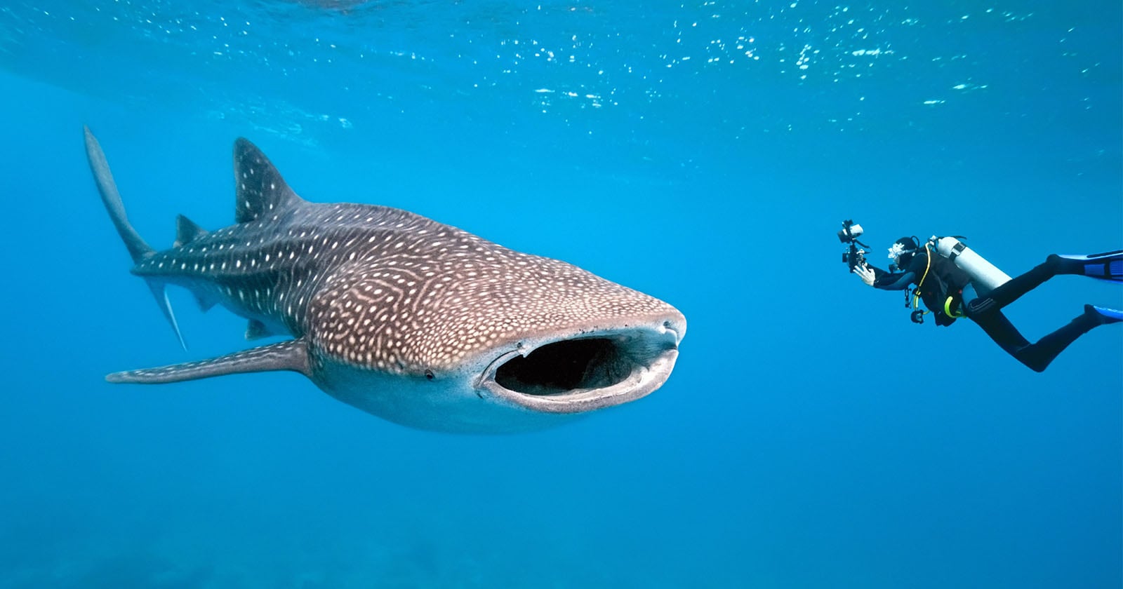 First-of-its-Kind Footage Shows the Ocean From a Whale Shark’s Perspective
