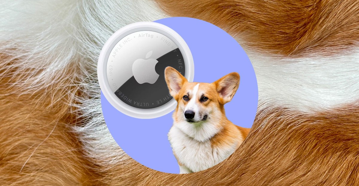 The everyday tech I use to track my corgi