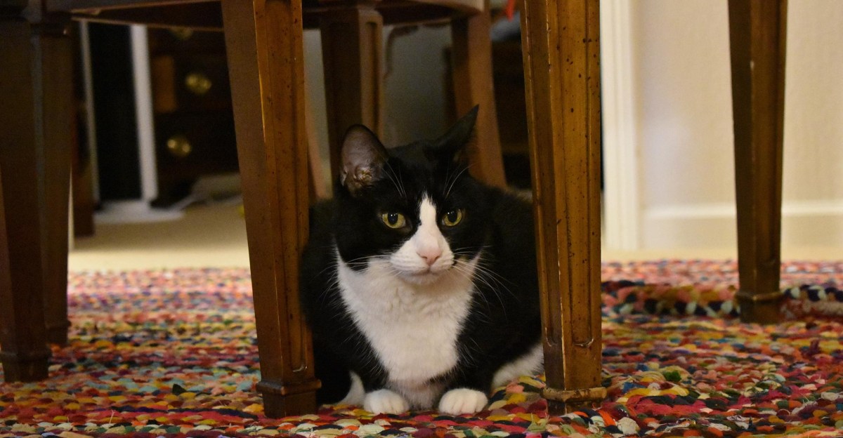 The piano that taught my cat to play for her supper