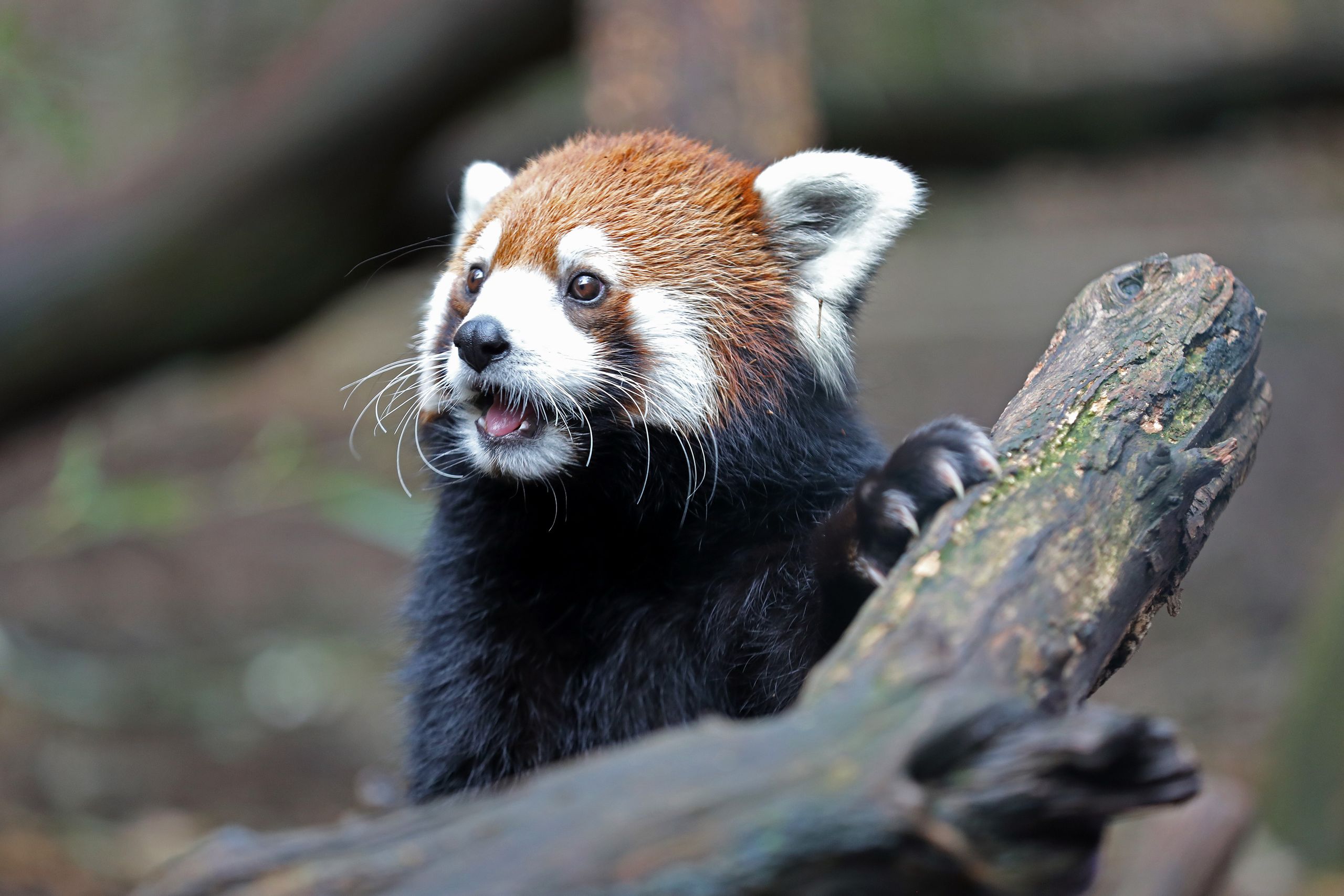 Nashville will use ’eminent domain’ to block a $700 million data center threatening iconic zoo