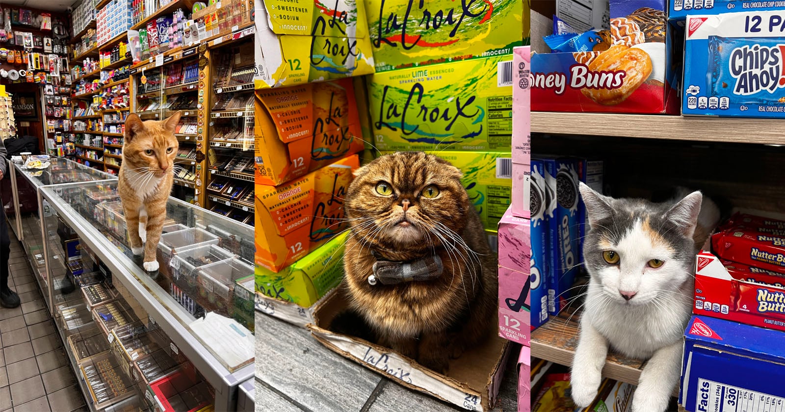 Photographer Captures the Working Bodega Cats of New York City