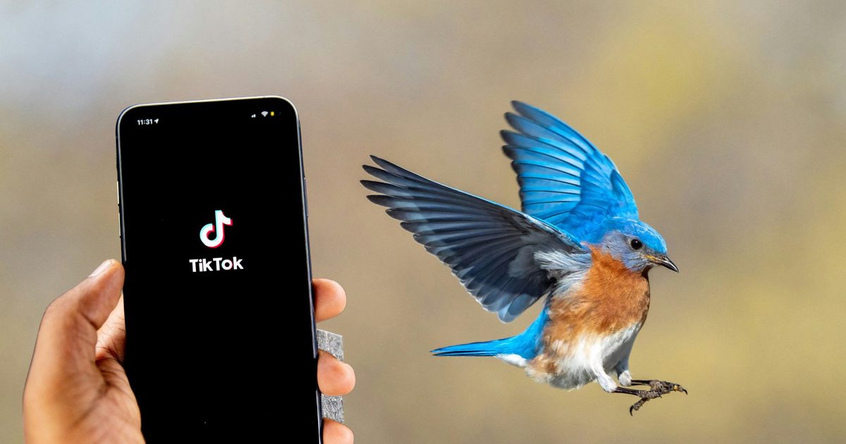 Forget doomscrolling, Gen Z is now scrolling for birds on TikTok
