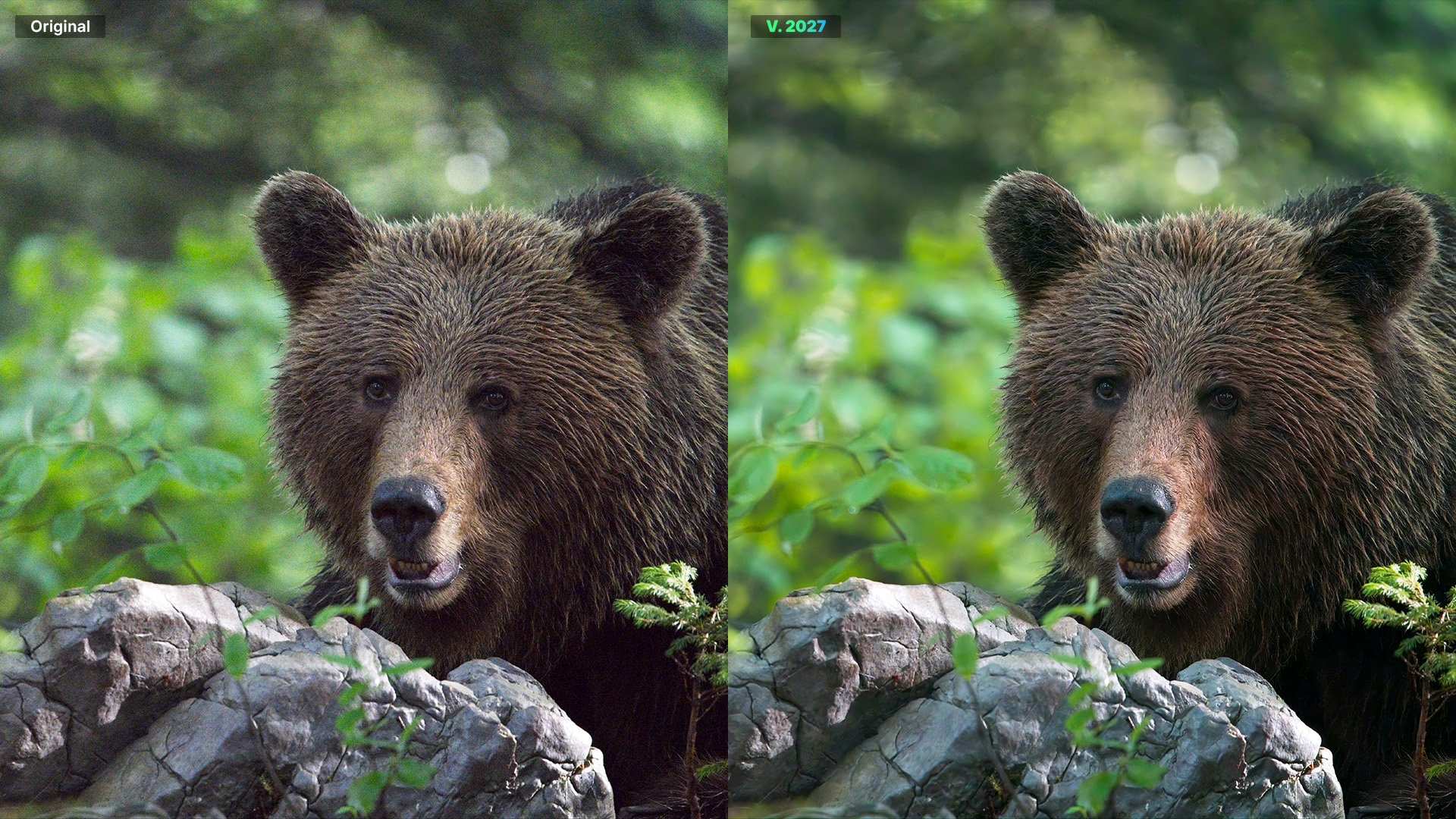 ON1’s rebuilt noise reduction targets wildlife and astrophotography shooters who don’t want a subscription | DPReview