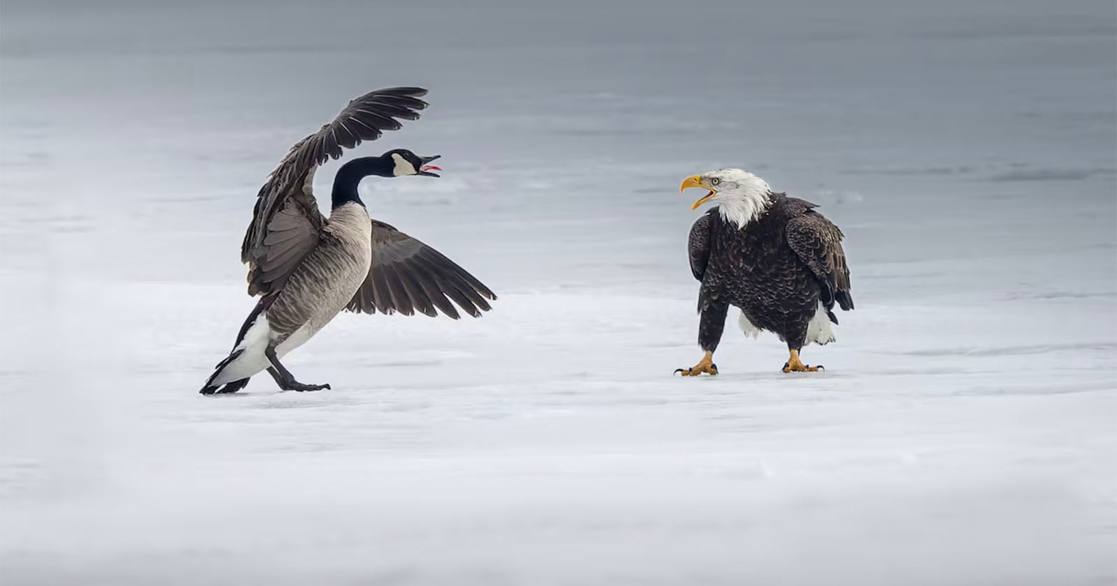 How Photographers’ Images Are Getting Caught Up in the Trade War Between the US and Canada