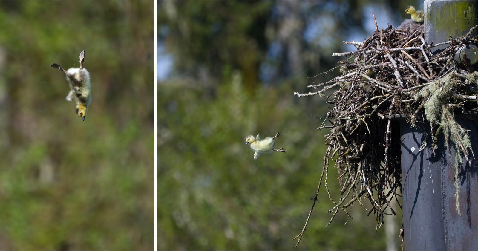 Photographer Captures Day-Old Goslings Leaping From Their Nest
