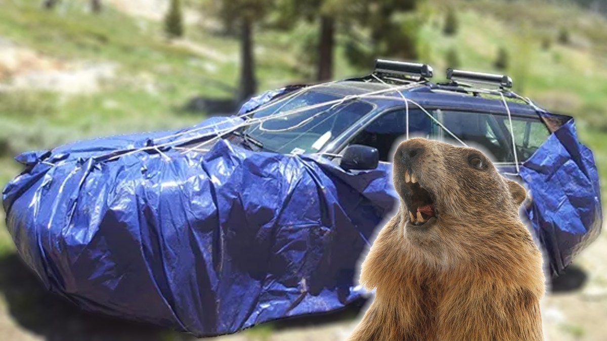 Campers Are Wrapping Their Cars in Tarps to Keep Antifreeze-Addicted Marmots Away