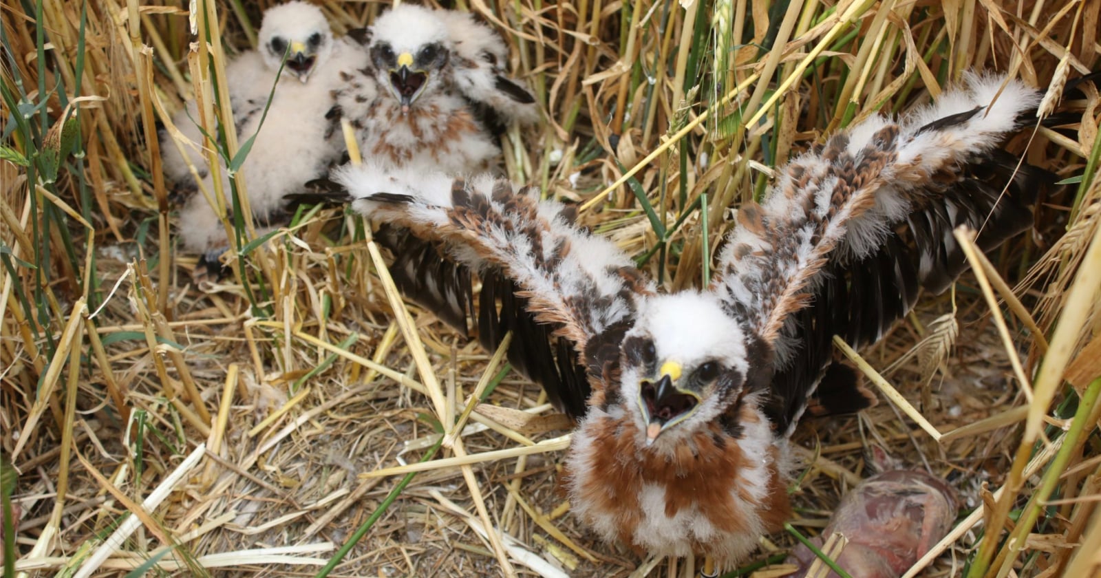 UK’s Rarest Bird Nests Kept Secret to Keep Wildlife Photographers Away