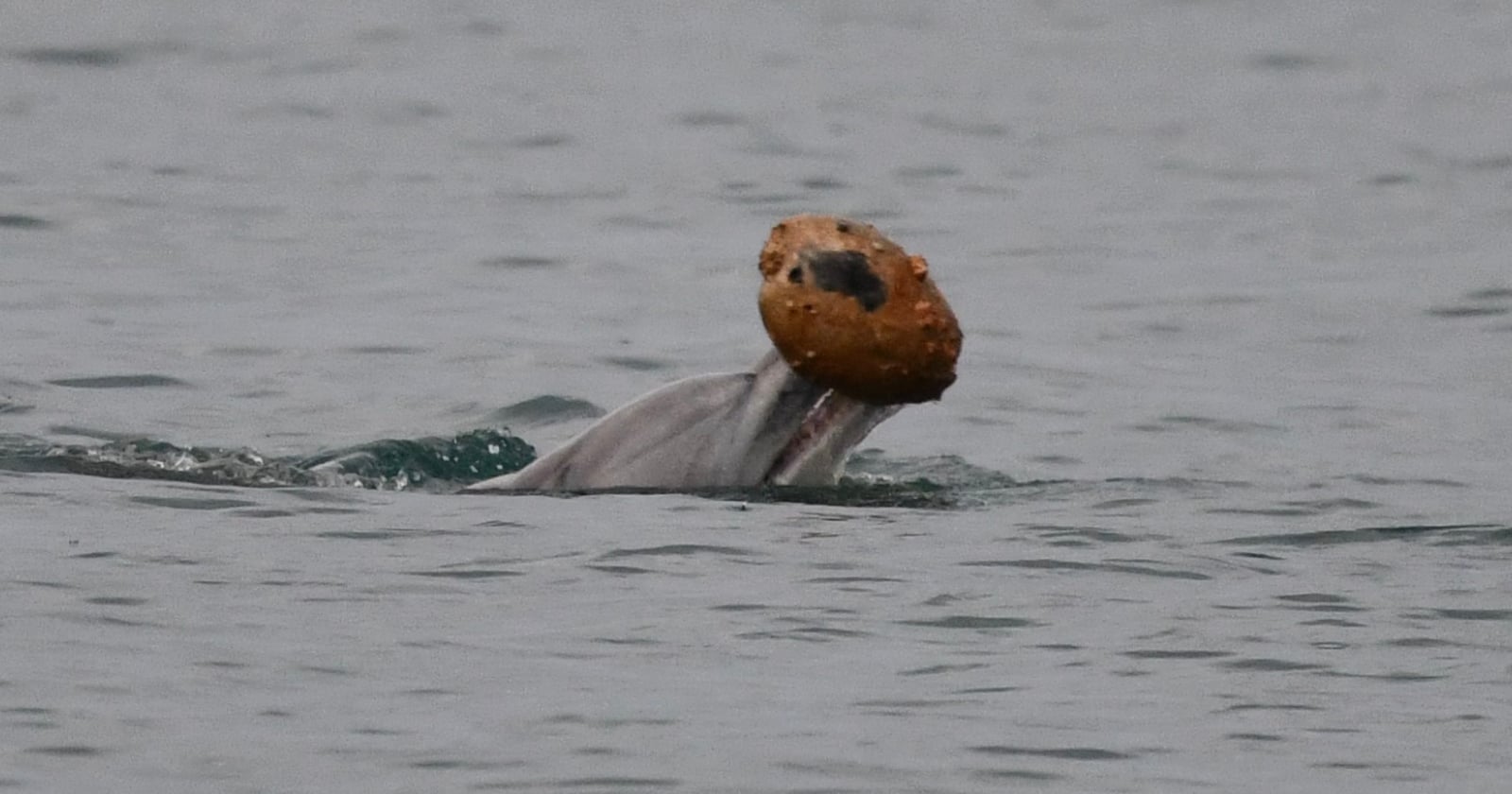 Scientists Capture World-First Footage of Dolphins Using Seashells to Catch Fish