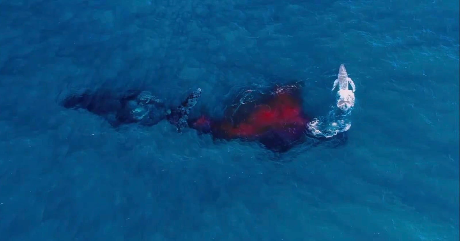Wildlife Photographer Captures First-Ever Aerial Footage of Humpback Whale Giving Birth