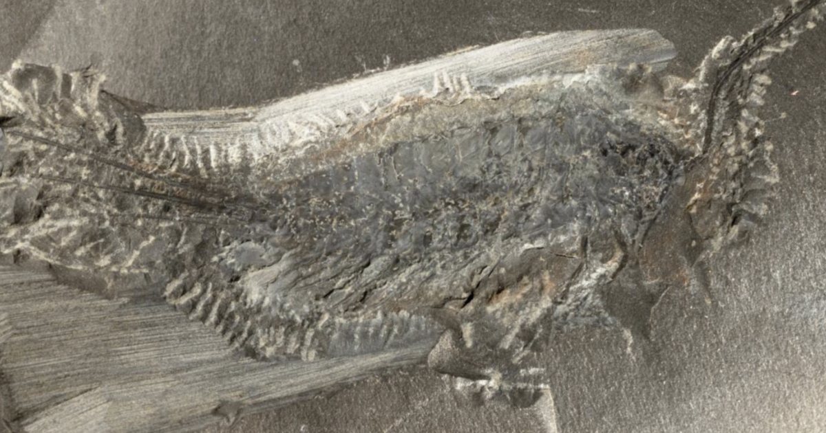 324-million-year-old animal with 24 legs reveals how life conquered land