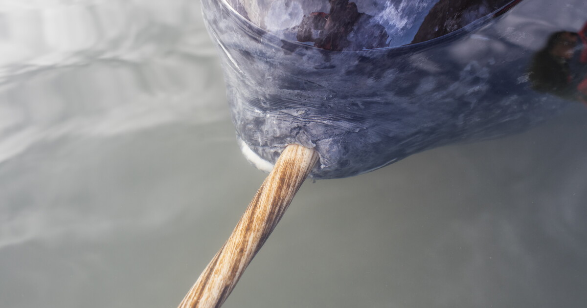 The extraordinary engineering that builds nature’s only straight tusk
