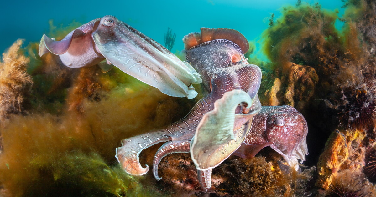 Tiny turtles to cuttlefish combat: 2026 photo winners revealed