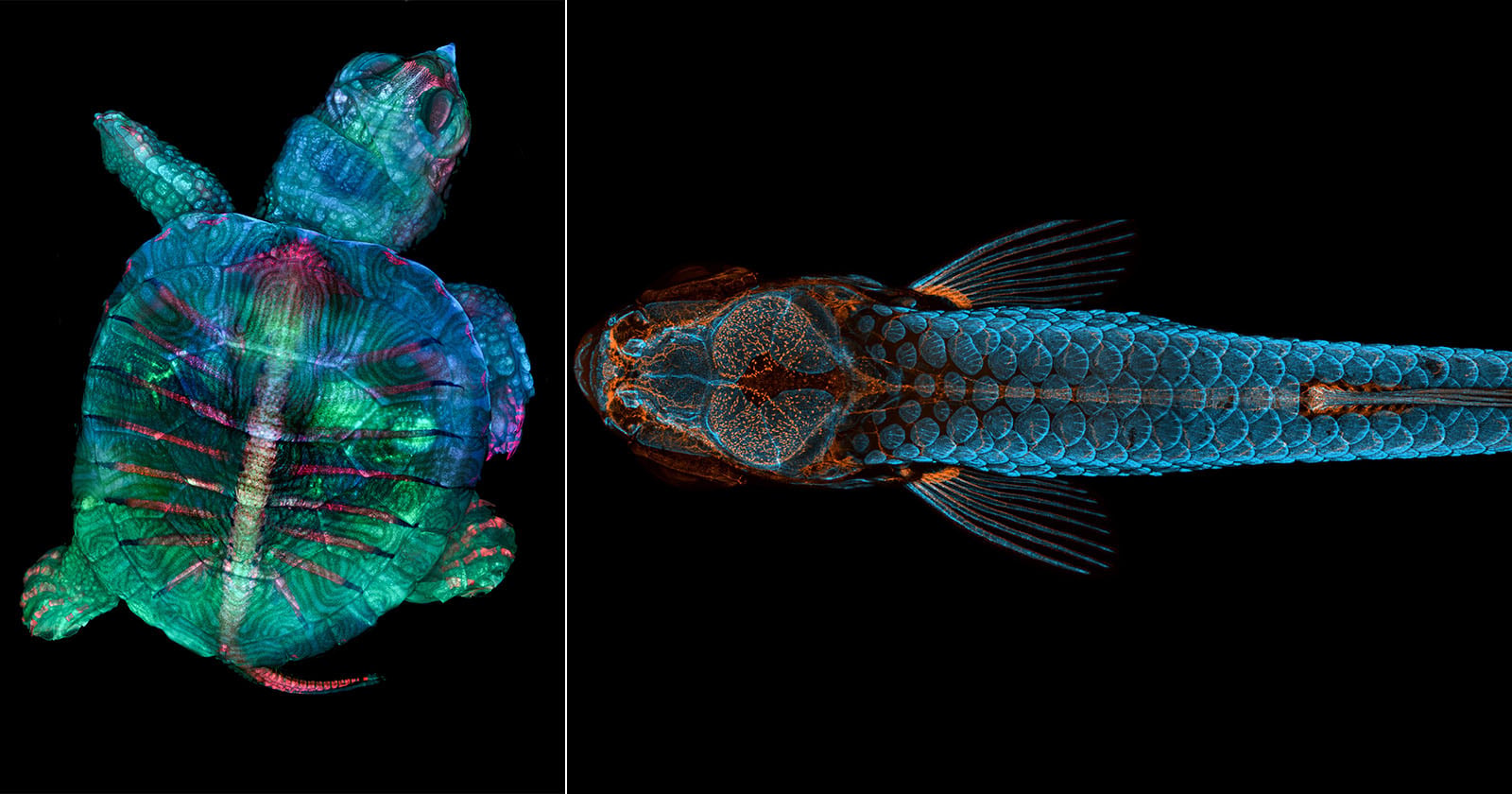 Nikon Celebrates 101 Years of Microscopes With Look at the Hidden World of Photomicrography